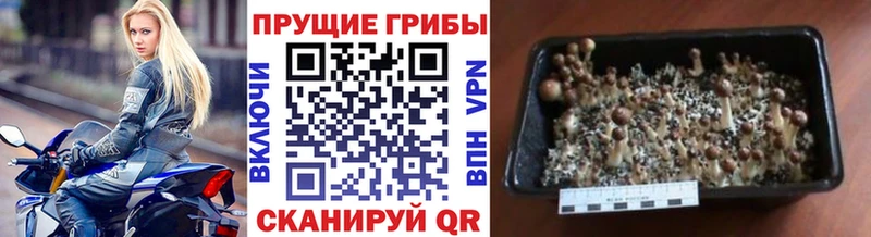 купить закладку  Гусев  blacksprut вход  Псилоцибиновые грибы GOLDEN TEACHER 